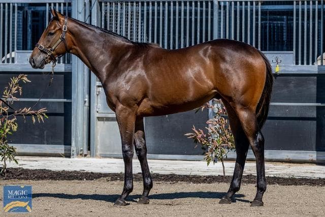 We've been bargain shopping at 2023 Magic Millions Tasmanian Yearling Sale