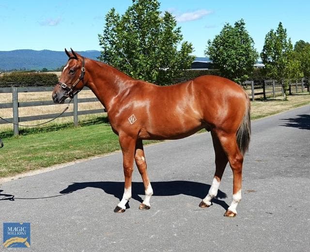 We've been bargain shopping at 2023 Magic Millions Tasmanian Yearling Sale