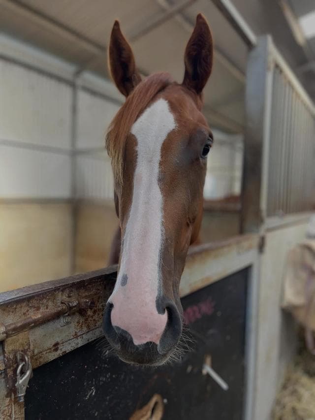 Happy Retirement Buddong