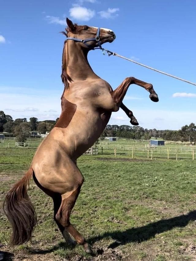 Happy Retirement Buddong