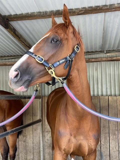 Happy Retirement Buddong